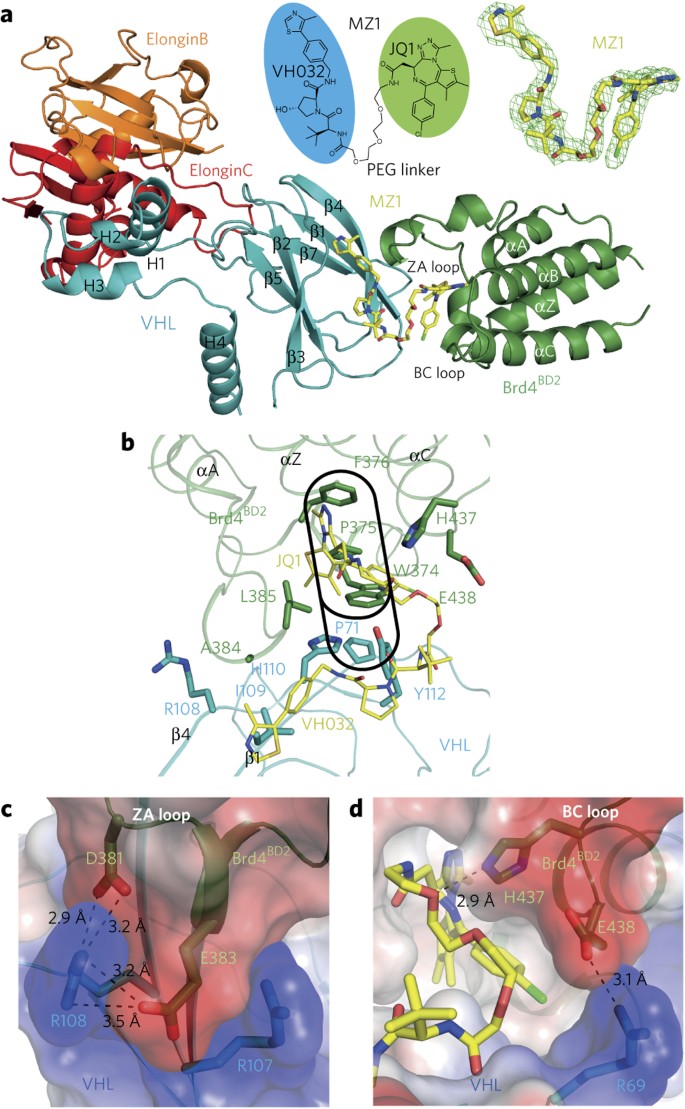 Structural Basis Of Protac Cooperative Recognition For Selective Protein Degradation Nature Chemical Biology