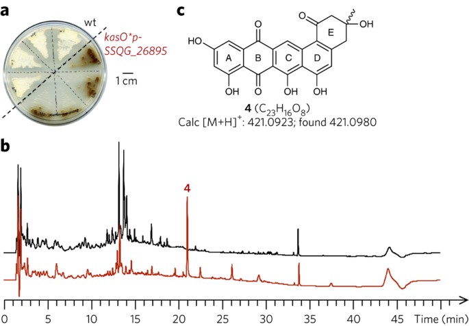 CRISPR–Cas9 strategy for activation of silent Streptomyces