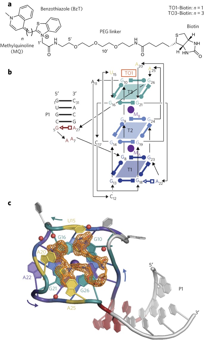 Structural Basis For High Affinity Fluorophore Binding And Activation By Rna Mango Nature Chemical Biology