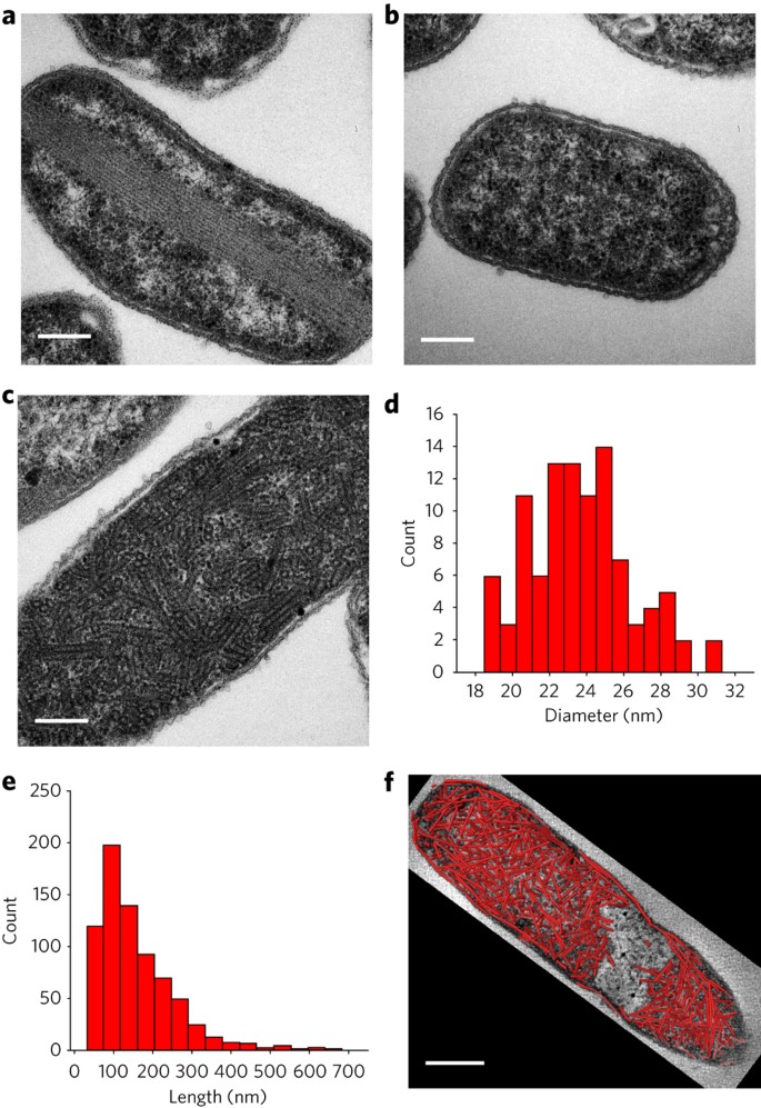 Engineered Synthetic Scaffolds For Organizing Proteins Within The Bacterial Cytoplasm Nature Chemical Biology
