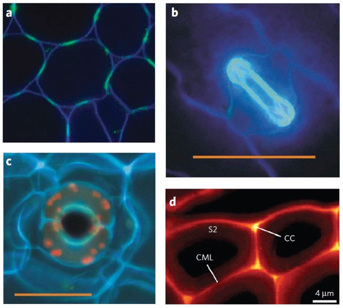 Heterogeneity In The Chemistry Structure And Function Of Plant Cell Walls Nature Chemical Biology