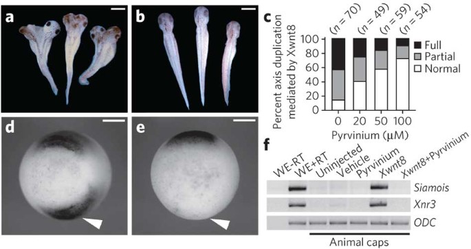 Small Molecule Inhibition Of Wnt Signaling Through Activation Of Casein Kinase 1a Nature Chemical Biology Small Molecule Inhibition Of Wnt Signaling Through Activation Of Casein Kinase 1a Nature Chemical Biology