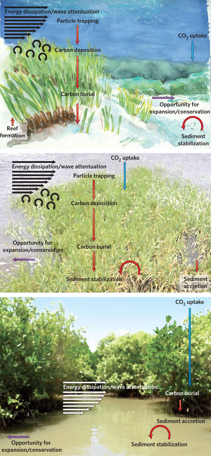 The Role Of Coastal Plant Communities For Climate Change Mitigation And Adaptation Nature Climate Change