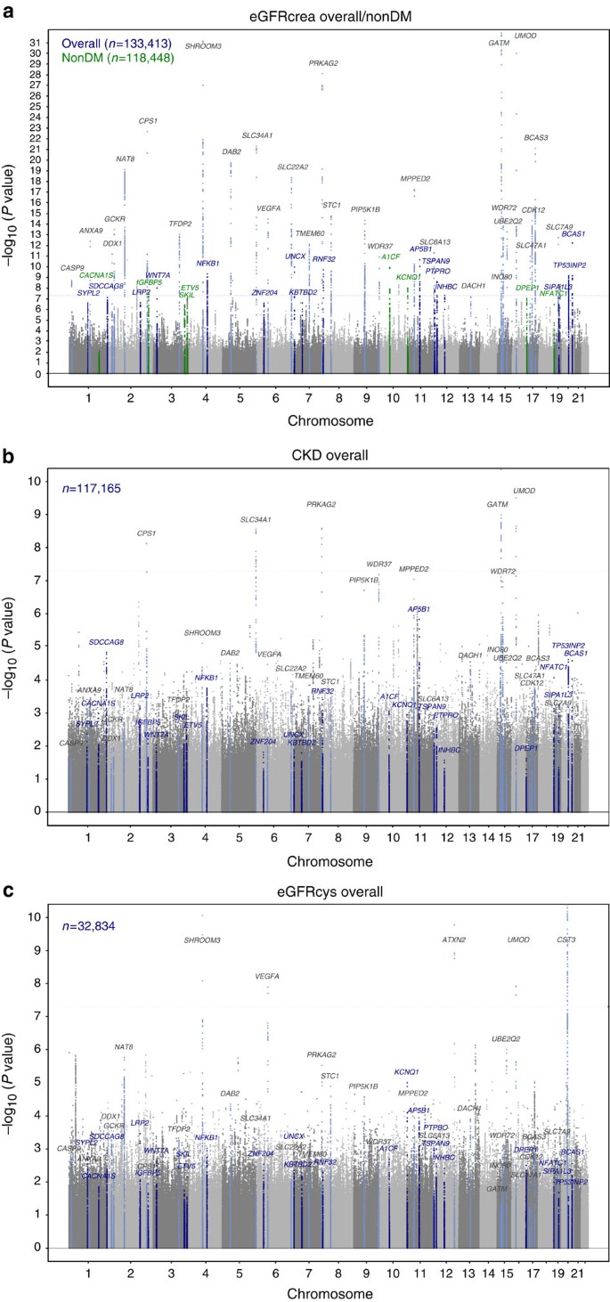 Genetic associations at 53 loci highlight cell types and biological  pathways relevant for kidney function | Nature Communications