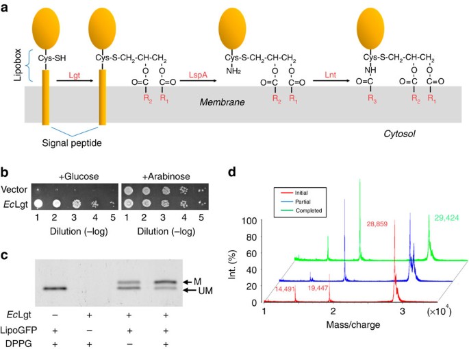 Crystal Structure Of E Coli Lipoprotein Diacylglyceryl Transferase Nature Communications Crystal Structure Of E Coli Lipoprotein Diacylglyceryl Transferase Nature Communications