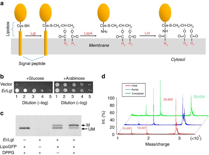 Crystal Structure Of E Coli Lipoprotein Diacylglyceryl Transferase Nature Communications