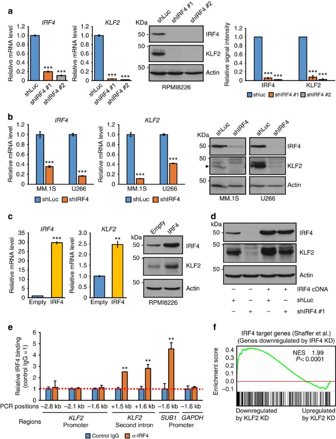 Figure 6: KLF2 is a direct target of IRF4 transactivation in MM cells.