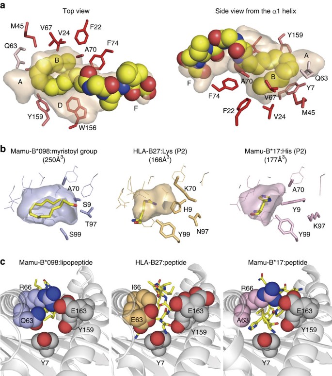 Figure 3: Interactions with the acyl chain of the lipopeptide.
