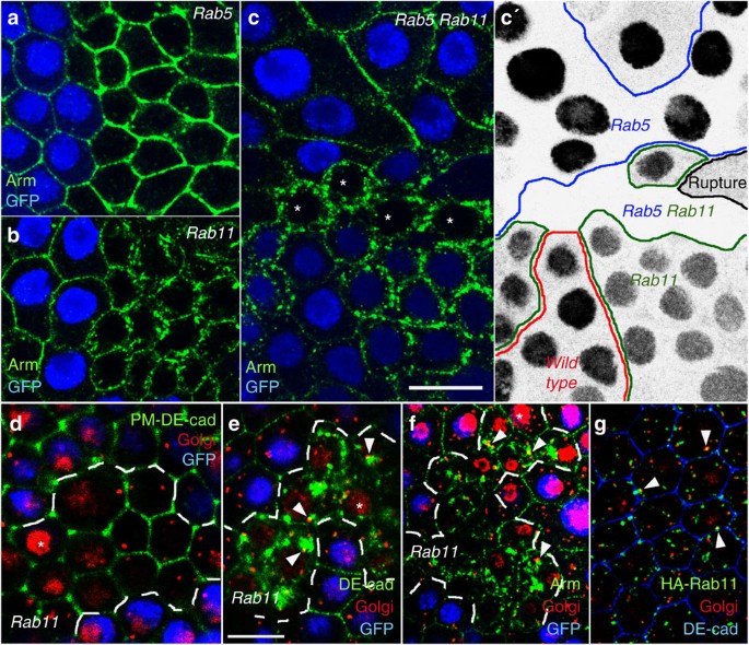Figure 1: Rab11 mutants accumulate de novo synthesized DE-cad.