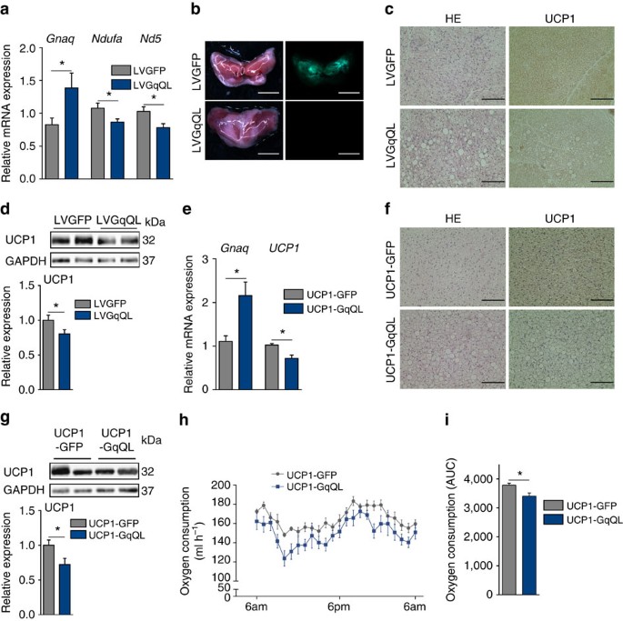 The G Q Signalling Pathway Inhibits Brown And Beige Adipose Tissue Nature Communications