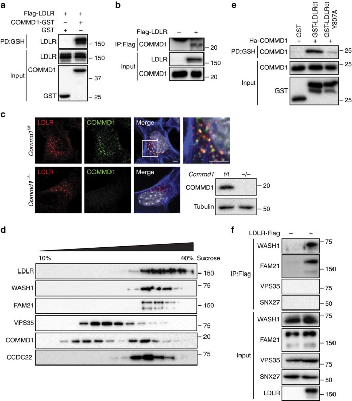 Figure 3: LDLR associates with COMMD1 and the WASH complex.