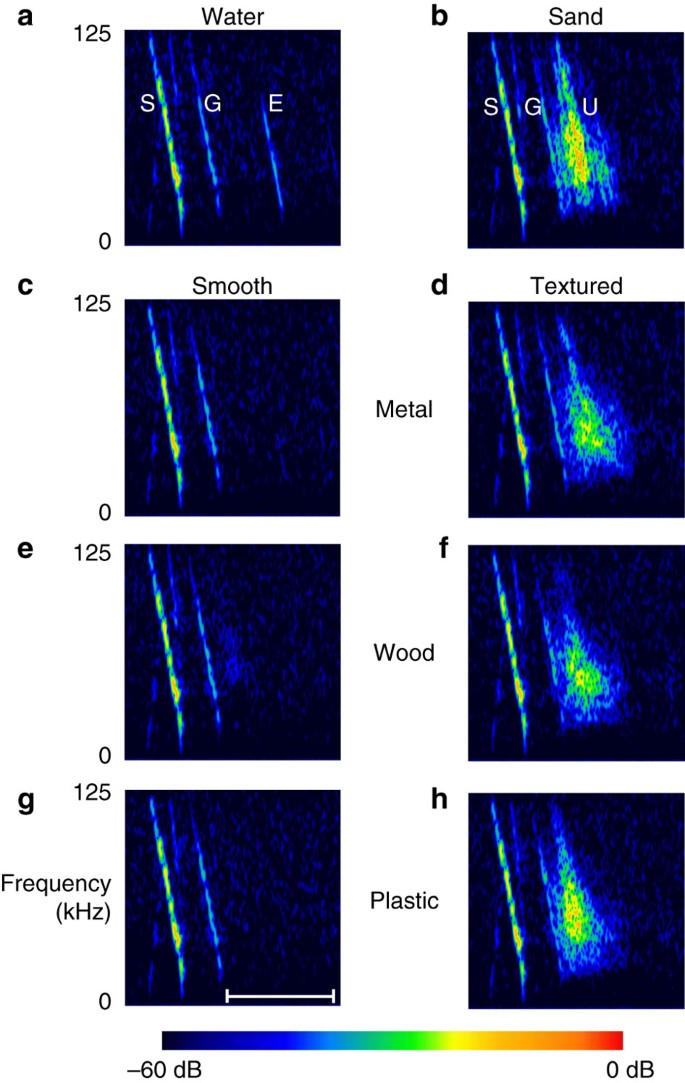 Innate Recognition Of Water Bos In Echolocating Bats Nature Water Bos In Echolocating Bats
