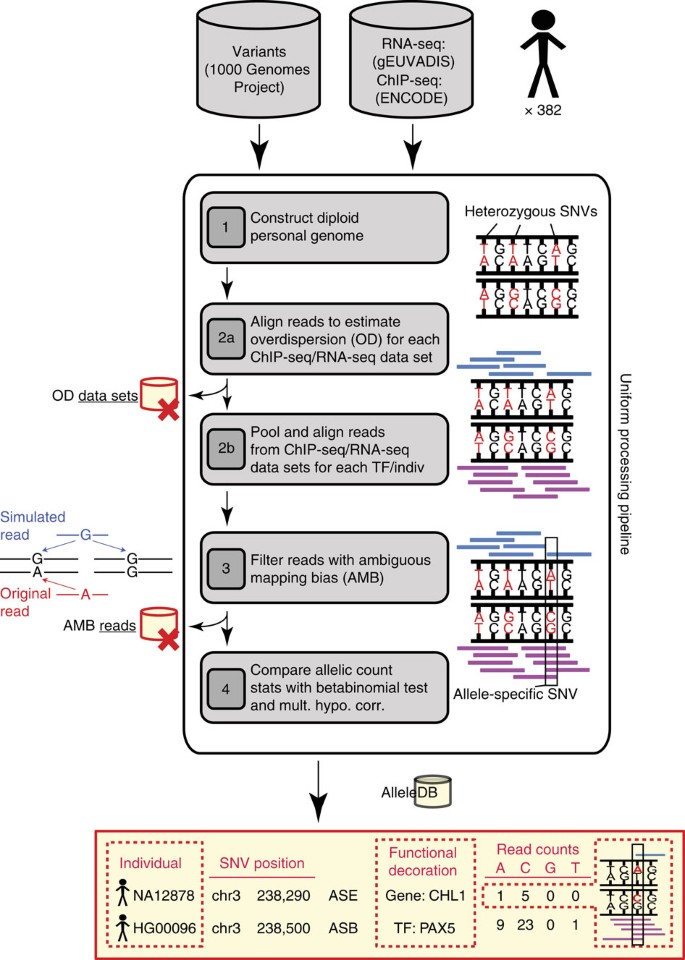A uniform survey of allele-specific binding and expression over 