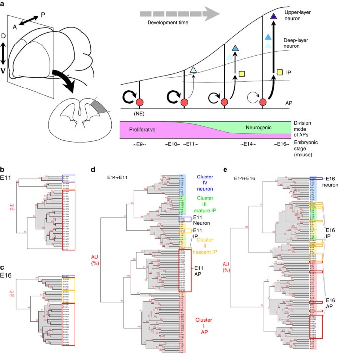 Cell Cycle Independent Transitions In Temporal Identity Of Mammalian Neural Progenitor Cells Nature Communications Cell Cycle Independent Transitions In Temporal Identity Of Mammalian Neural Progenitor Cells Nature Communications