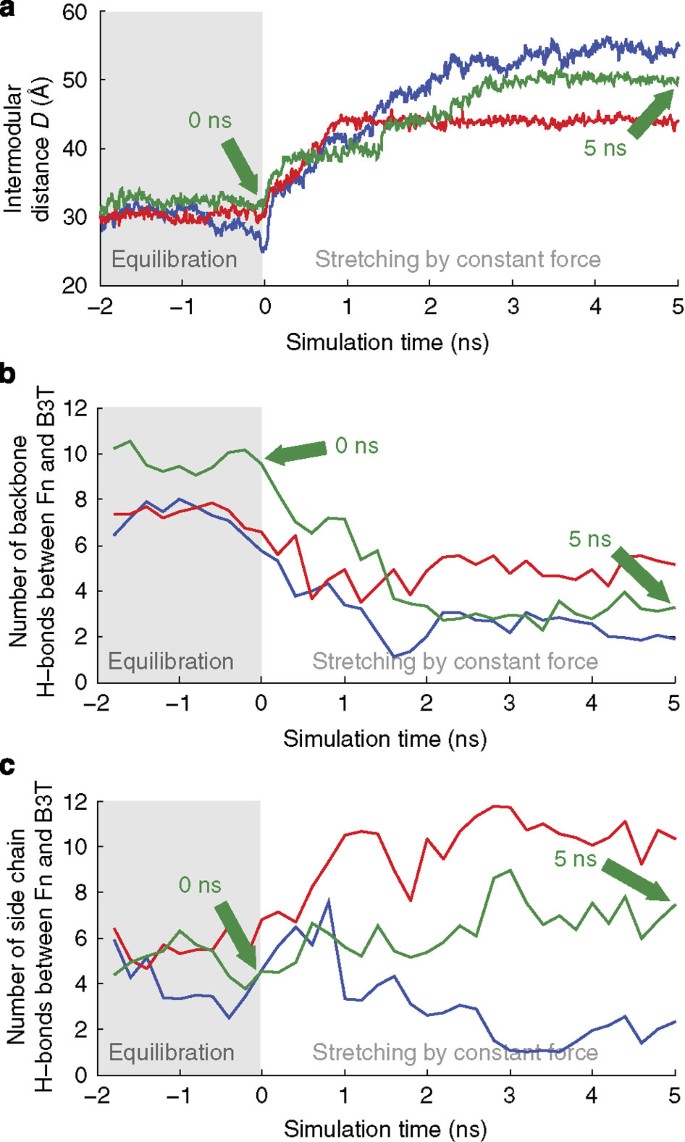 Figure 6: Changes of intermodular distances and intermolecular hydrogen bonds formed between the FnI1–2–B3T complex as derived from steered molecular dynamic simulations.