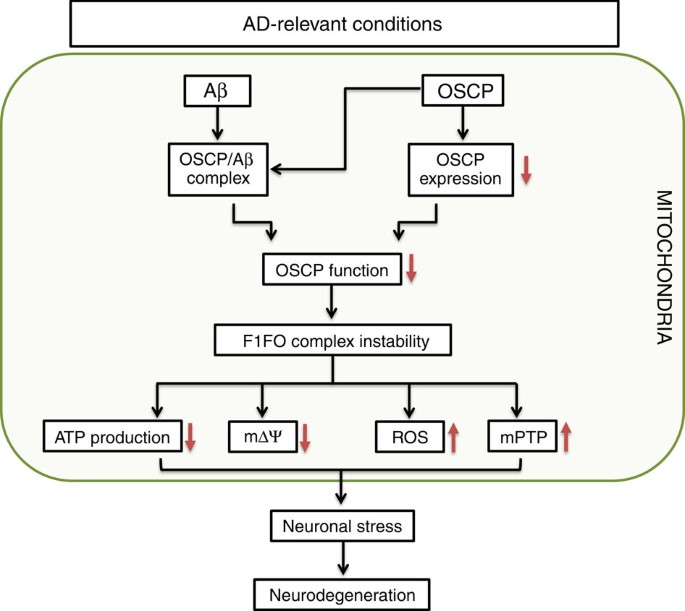 itochondrial F1FO-ATP synthase via OSCP in A