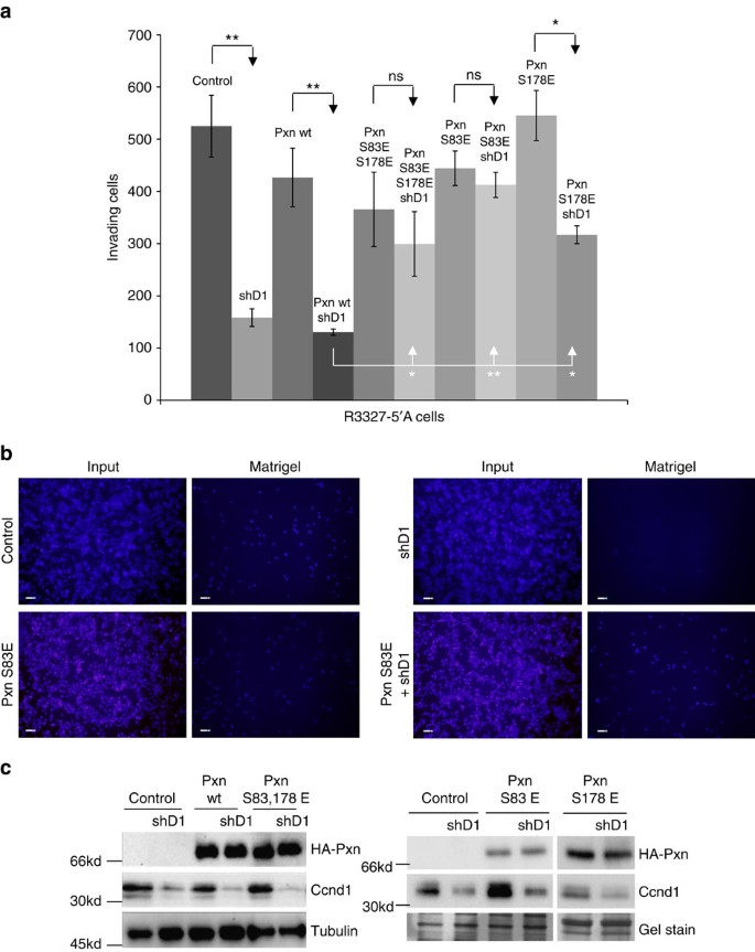 Figure 3: Ccnd1·Cdk4 regulates invasion through the phosphorylation of Pxn.
