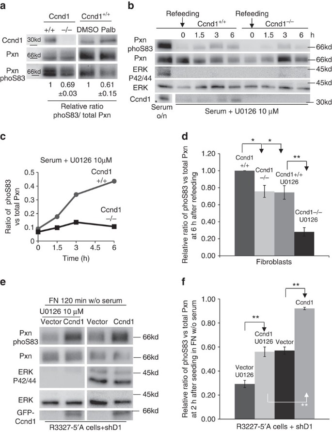 Figure 4: Ccnd1 knock-down leads to a reduction of phosphorylated Pxn at serine 83.