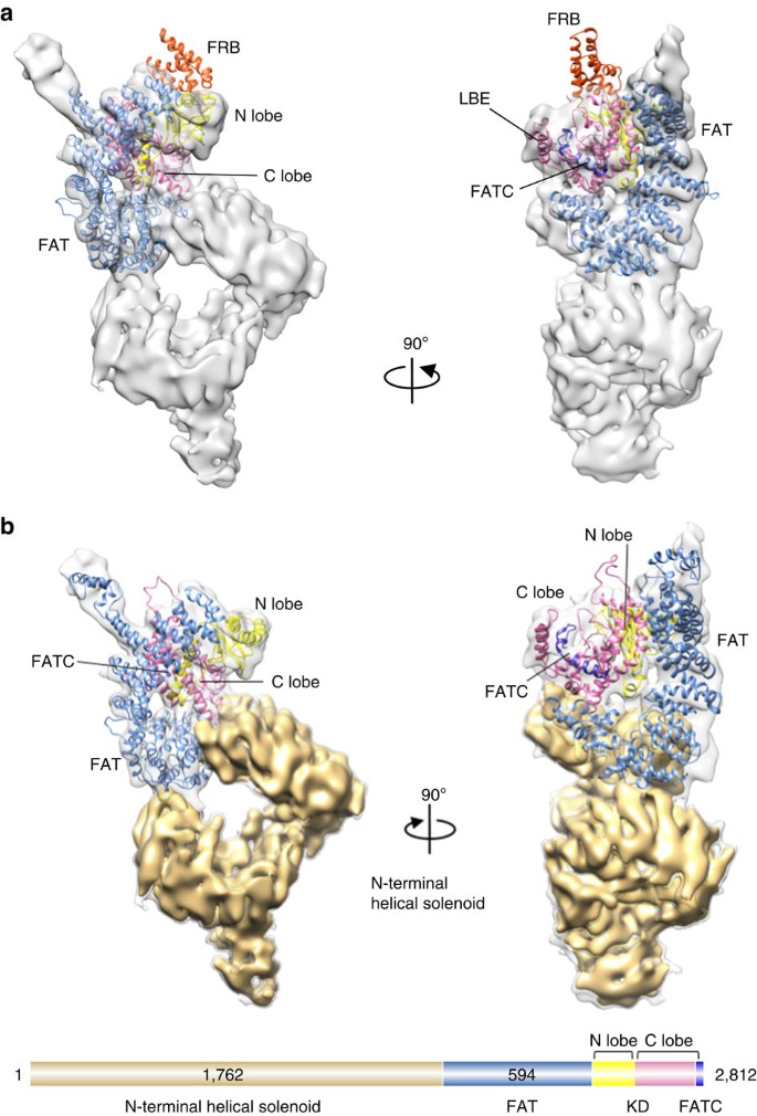 Structure of the intact ATM/Tel1 kinase