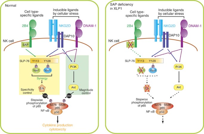 Stepwise phosphorylation of p65 promotes NF-κB activation and NK cell  responses during target cell recognition | Nature Communications