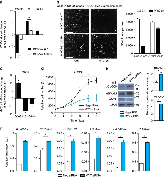 alcove dictator Outward MYC/MIZ1-dependent gene repression inversely coordinates the circadian  clock with cell cycle and proliferation | Nature Communications