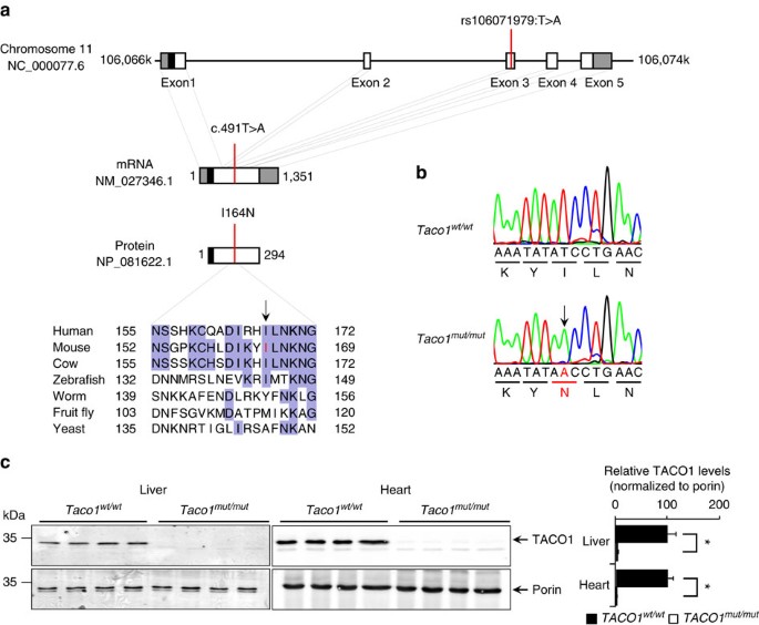 Figure 1: A point mutation in the Taco1 gene causes destabilization and loss of TACO1 in mice.