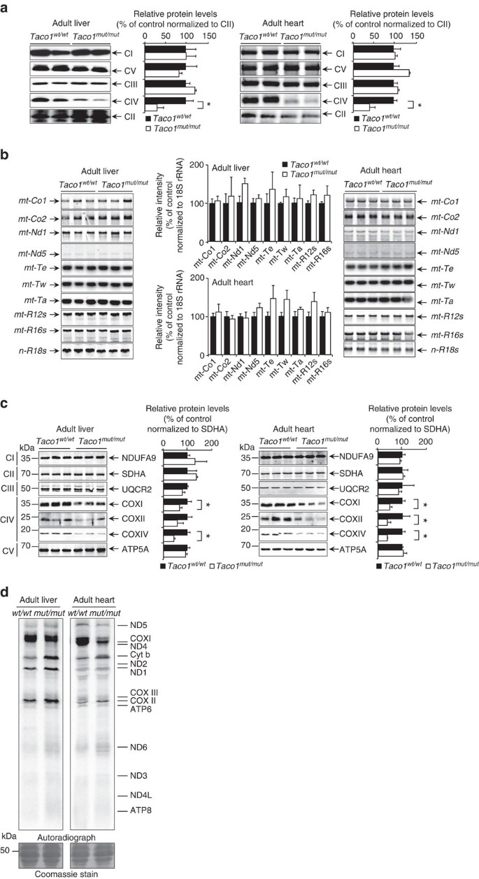 Figure 2: Loss of TACO1 results in isolated complex IV deficiency and specific reduction in COXI translation.