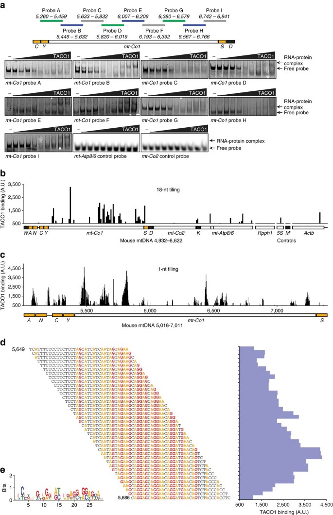 Figure 3: TACO1 is a mt-Co1 mRNA-binding protein.