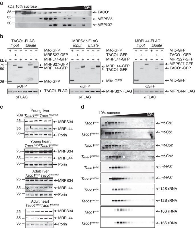 Figure 4: Low levels of TACO1 associate with the mitoribosome.