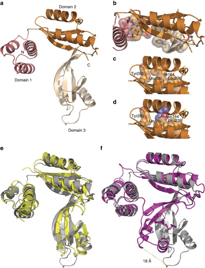Figure 5: Structure of TACO1 and similarity to bacterial DUF28 family members.