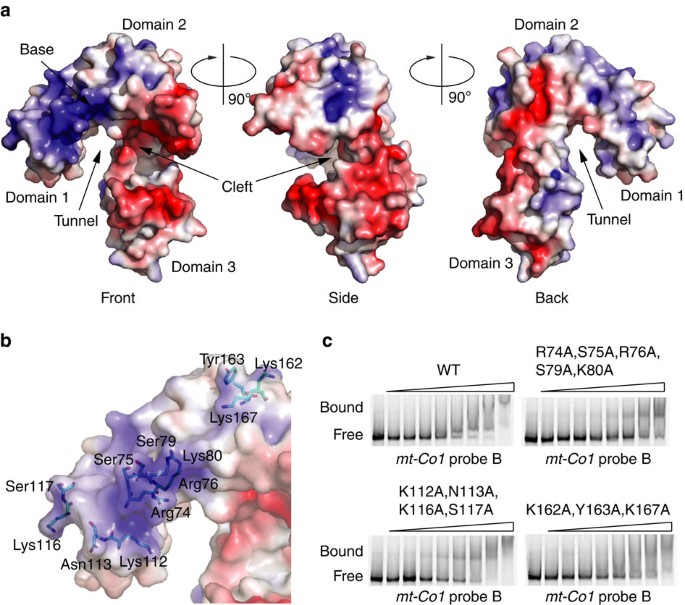 Figure 6: Surface charge distribution and RNA binding of TACO1.