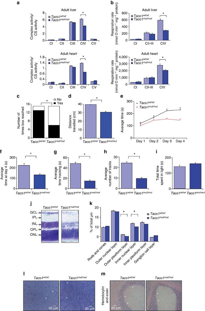 Figure 7: Taco1mut/mut mice have reduced complex IV enzyme activity, motor dysfunction and visual impairment.