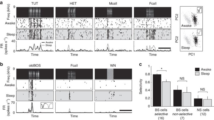 Auditory Experience Dependent Cortical Circuit Shaping For Memory Formation In Bird Song Learning Nature Communications