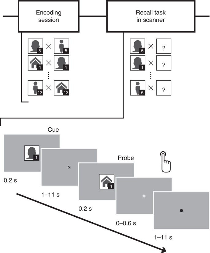 Mnemonic Convergence In The Human Hippocampus Nature Communications