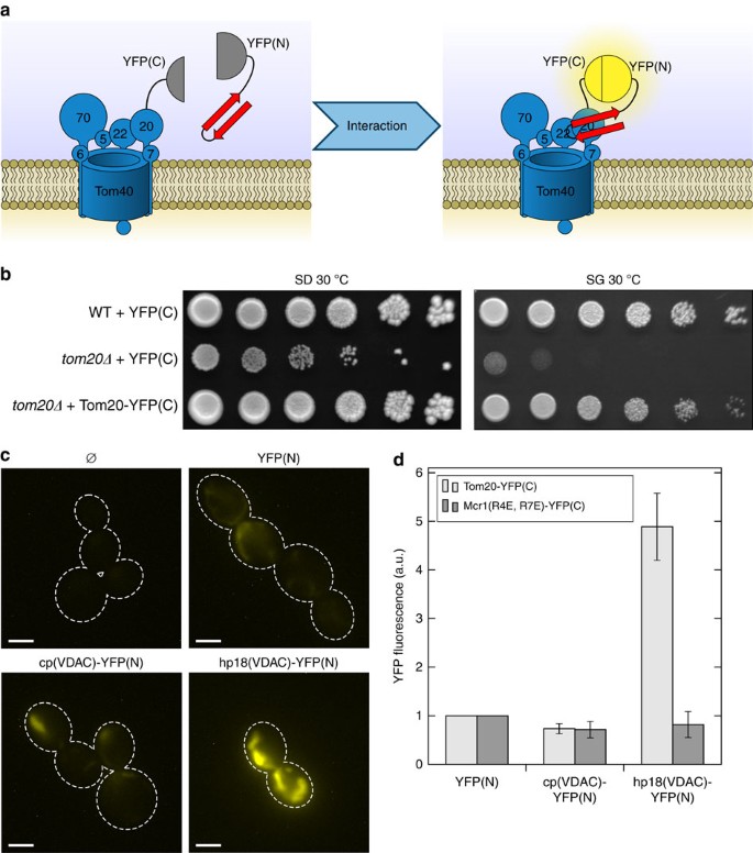 Characterization Of The Targeting Signal In Mitochondrial B Barrel Proteins Nature Communications