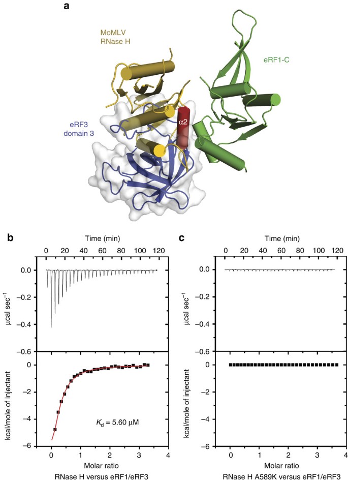 Structural basis of suppression of host translation termination by Moloney  Murine Leukemia Virus