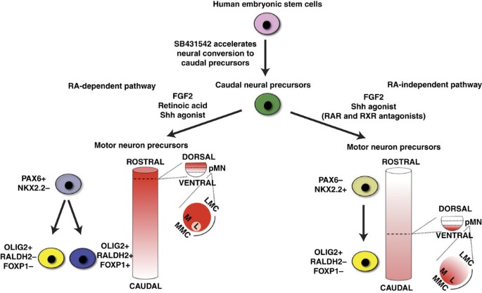 Figure 5: Schematic representation of retinoid-dependent and -independent protocols for accelerated motor neurogenesis from hESCs.