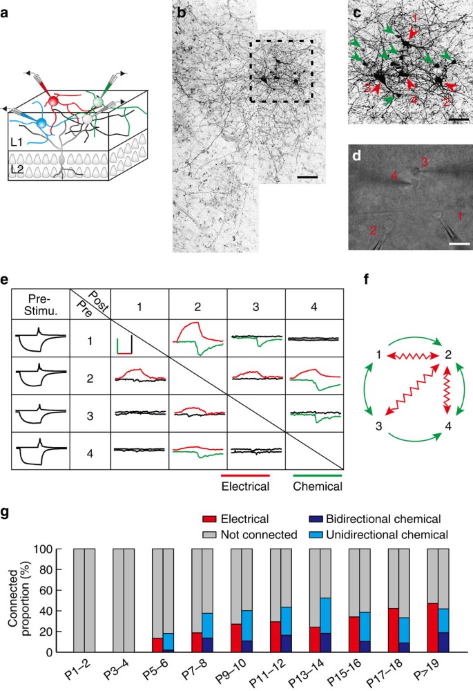 Electrical coupling regulates layer 1 interneuron microcircuit formation in  the neocortex | Nature Communications