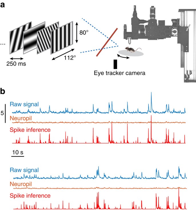 Spatial clustering of tuning in mouse primary visual cortex | Nature  Communications