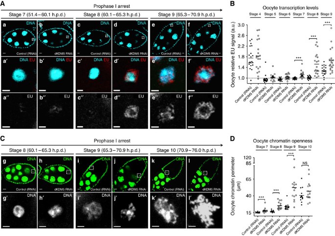 Figure 4: dKDM5 temporally regulates the reactivation of transcription and chromatin remodelling during the prophase I arrest.