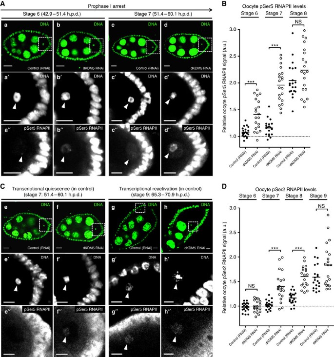Figure 5: dKDM5 determines the levels of RNA polymerase II in prophase I-arrested chromatin.