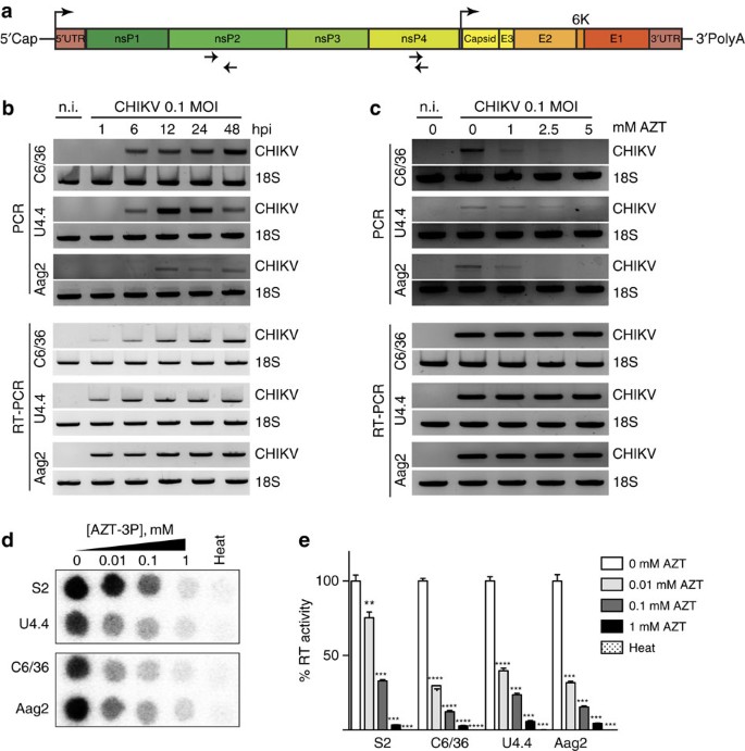 Virus Derived Dna Drives Mosquito Vector Tolerance To Arboviral Infection Nature Communications