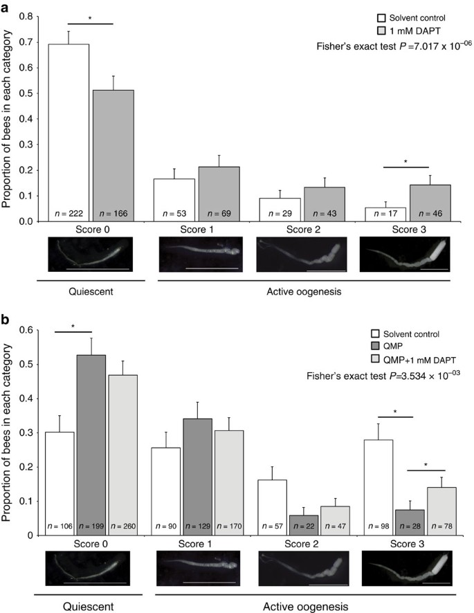 Notch Signalling Mediates Reproductive Constraint In The