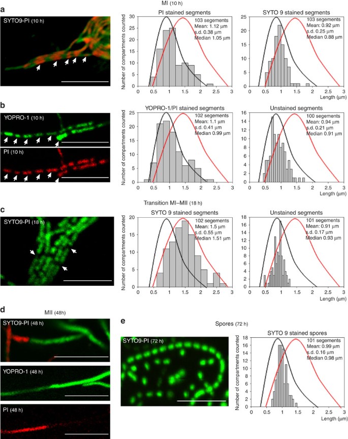 Figure 2: Confocal laser scanning fluorescence microscopy analysis of S. coelicolor growing on GYM agar.