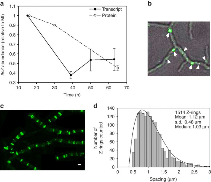 Figure 4: ftsZ gene expression, protein abundance and cellular localization.