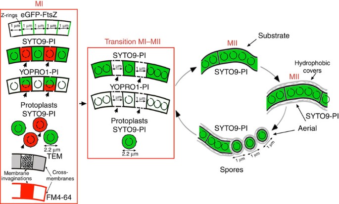 Figure 8: Model of compartment formation and PCD in vegetative hyphae of Streptomyces coelicolor.
