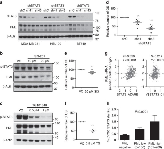 Stratification And Therapeutic Potential Of Pml In Metastatic Breast Cancer Nature Communications