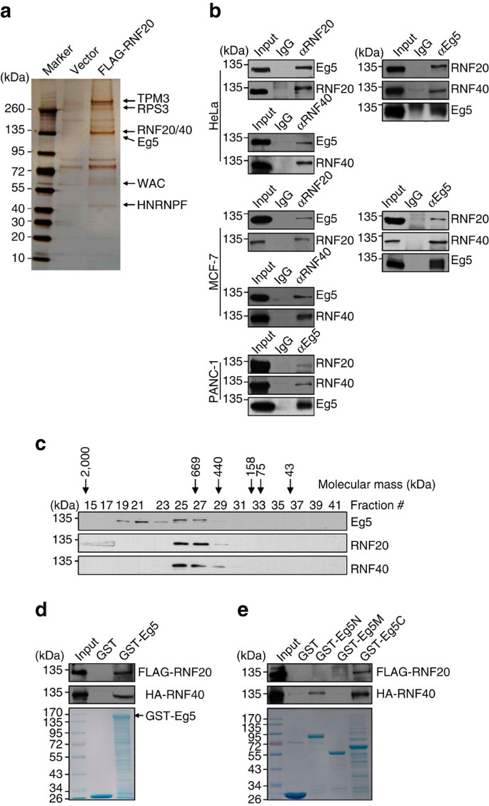 Ubiquitin Ligase Rnf20 40 Facilitates Spindle Assembly And Promotes Breast Carcinogenesis Through Stabilizing Motor Protein Eg5 Nature Communications