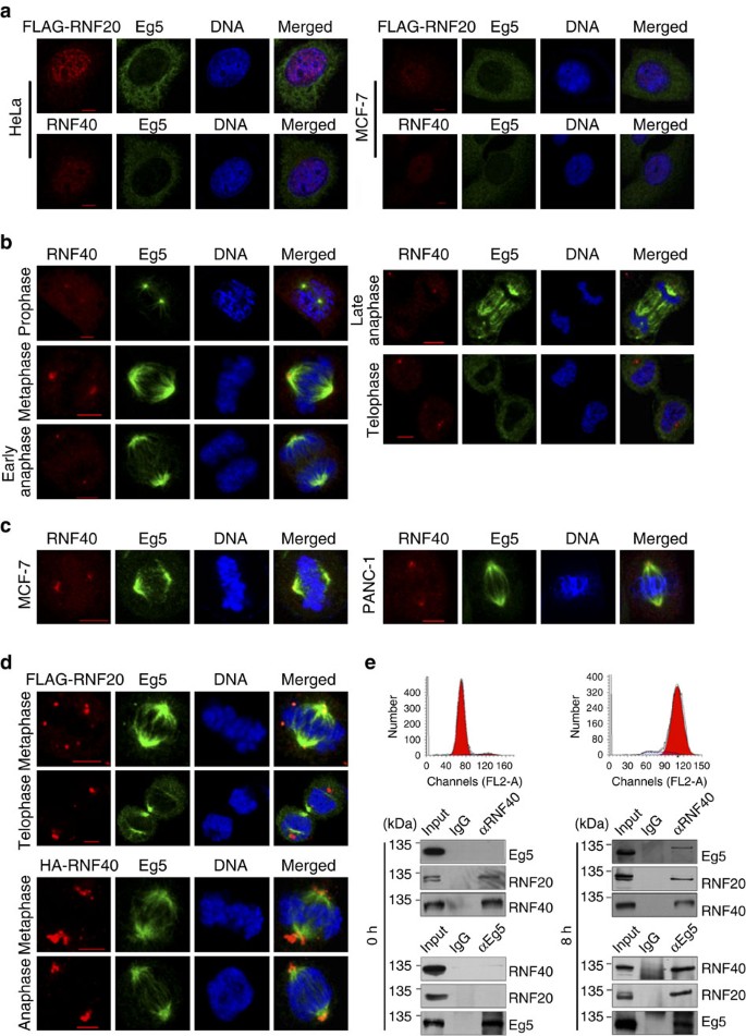 Figure 2: The RNF20/40 complex is co-localized with Eg5 at spindle poles during mitosis.