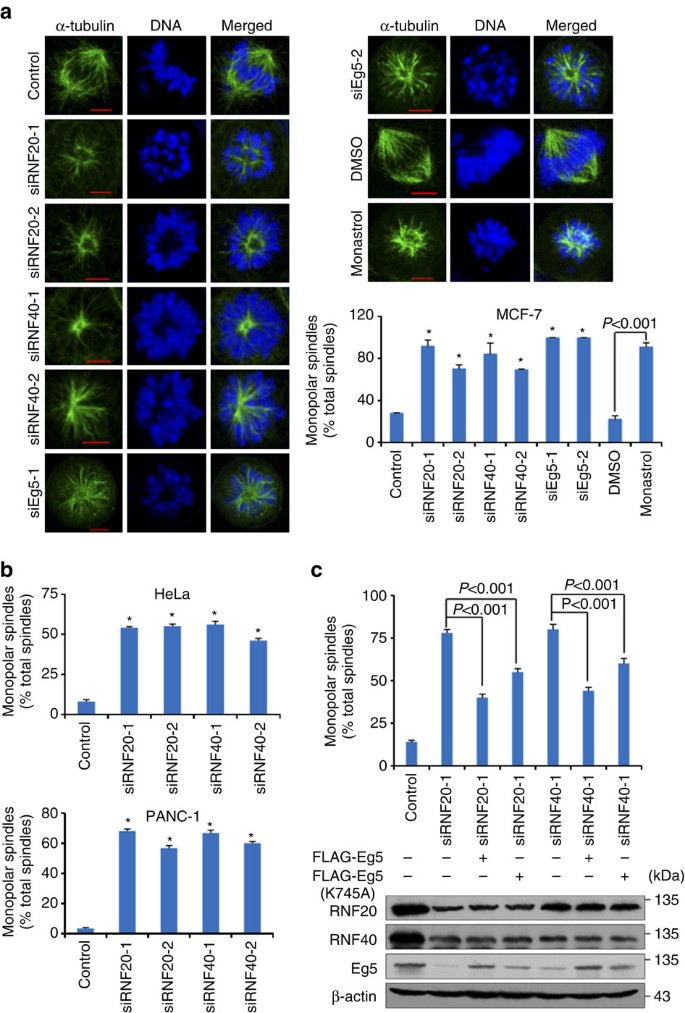 Figure 5: The RNF20/40 complex participates in spindle assembly through stabilizing Eg5.